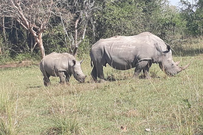 Zziwa Rhino Sanctuary Walking Safari - Final verdict: should you book Zziwa Rhino Walking Safari?