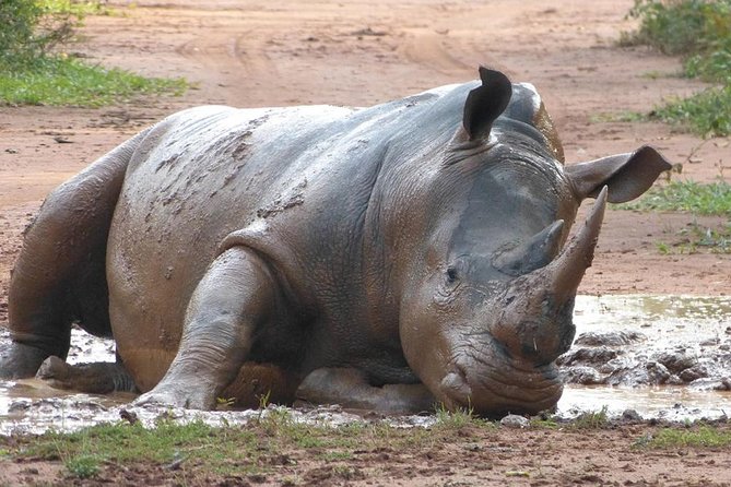 Zziwa Rhino Sanctuary Walking Safari - Walking through savannah and swampland, and how to make it feel good